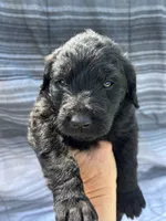Kelly Kapowski, a female Labradoodle for sale in Wauzeka, WI – 4 of 5