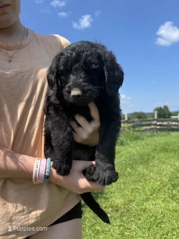 Tori Scott – Labradoodle puppy for sale in Wauzeka, WI