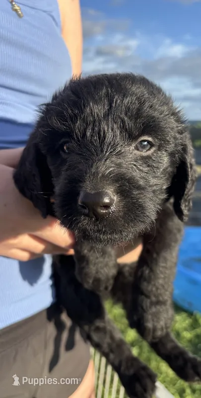 Stacey Carosi – Labradoodle puppy for sale in Wauzeka, WI