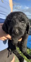 Stacey Carosi, a female Labradoodle for sale in Wauzeka, WI – 2 of 6