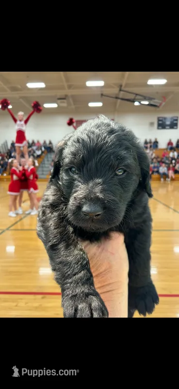 Kelly Kapowski – Labradoodle puppy for sale in Wauzeka, WI