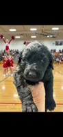 Kelly Kapowski, a female Labradoodle for sale in Wauzeka, WI – 1 of 1