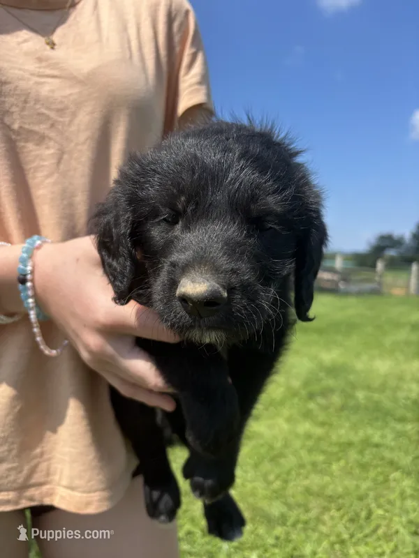 Lisa Turtle – Labradoodle puppy for sale in Wauzeka, WI