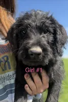 Kelly Kapowski, a female Labradoodle for sale in Wauzeka, WI – 5 of 5