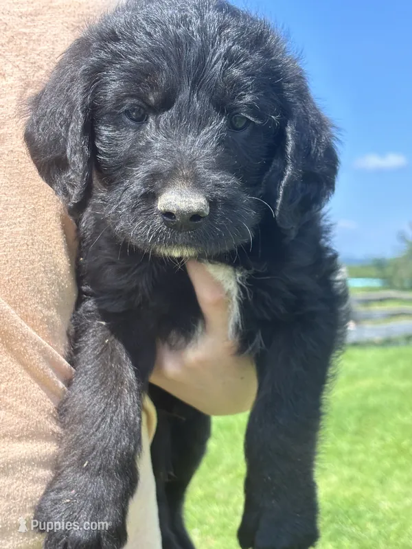 Zack Morris – Labradoodle puppy for sale in Wauzeka, WI