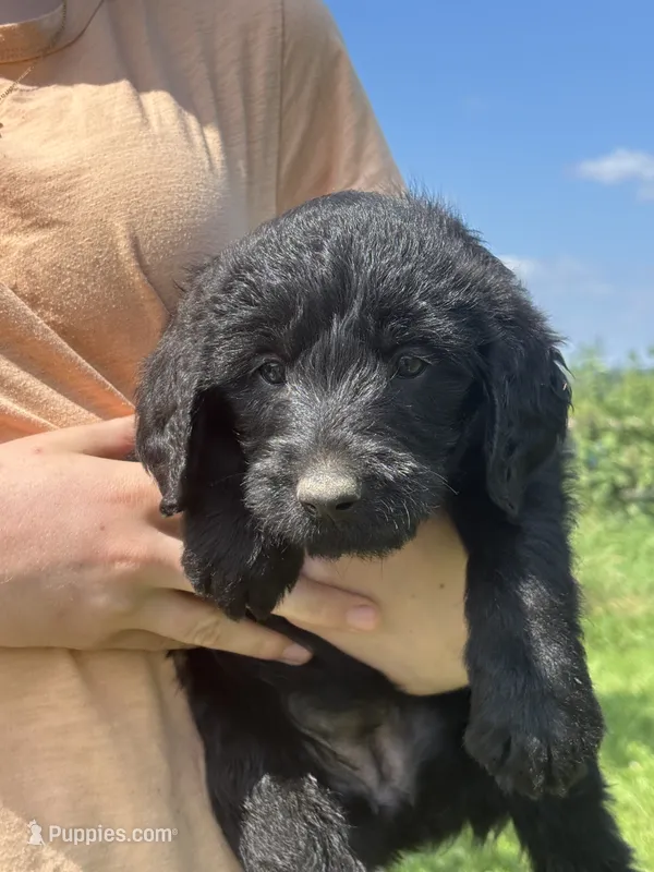 Kelly Kapowski – Labradoodle puppy for sale in Wauzeka, WI