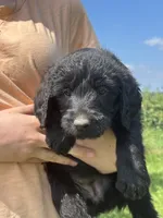 Kelly Kapowski, a female Labradoodle for sale in Wauzeka, WI – 1 of 5