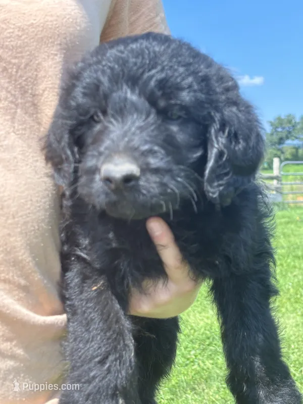 Samuel "Screech" Powers – Labradoodle puppy for sale in Wauzeka, WI