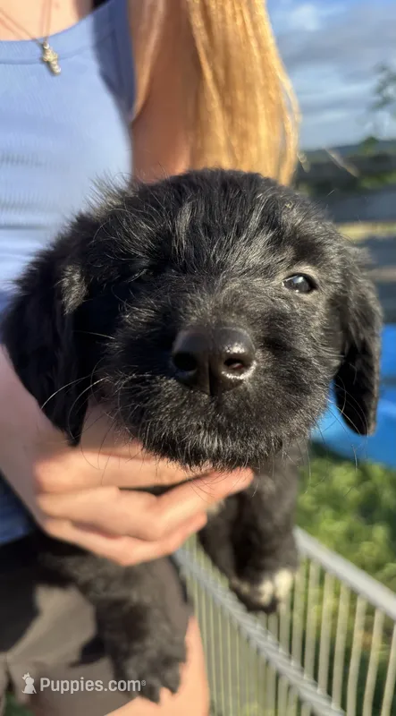 Jessie Spano – Labradoodle puppy for sale in Wauzeka, WI