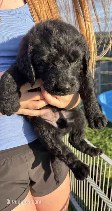 Samuel "Screech" Powers – Labradoodle puppy for sale in Wauzeka, WI
