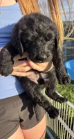 Samuel "Screech" Powers, a male Labradoodle for sale in Wauzeka, WI – 2 of 5