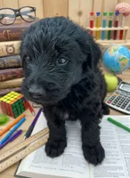 Samuel "Screech" Powers, a male Labradoodle for sale in Wauzeka, WI – 1 of 2