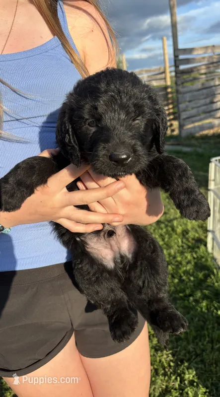Mr. Belding – Labradoodle puppy for sale in Wauzeka, WI