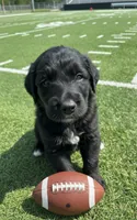 Zack Morris, a male Labradoodle for sale in Wauzeka, WI – 1 of 1