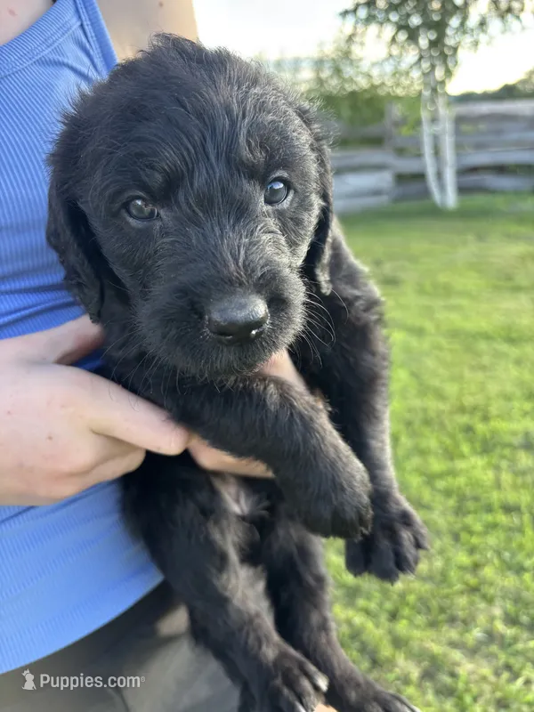 Kelly Kapowski – Labradoodle puppy for sale in Wauzeka, WI