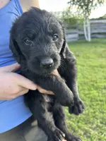 Kelly Kapowski, a female Labradoodle for sale in Wauzeka, WI – 2 of 5