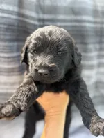 Mr. Belding, a male Labradoodle for sale in Wauzeka, WI – 4 of 5