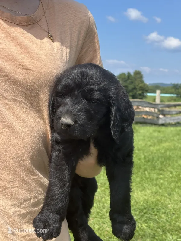 A.C. Slater – Labradoodle puppy for sale in Wauzeka, WI