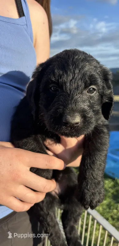 Tori Scott – Labradoodle puppy for sale in Wauzeka, WI