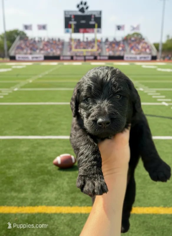 A.C. Slater – Labradoodle puppy for sale in Wauzeka, WI