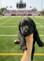 A.C. Slater, a male Labradoodle for sale in Wauzeka, WI – 1 of 1