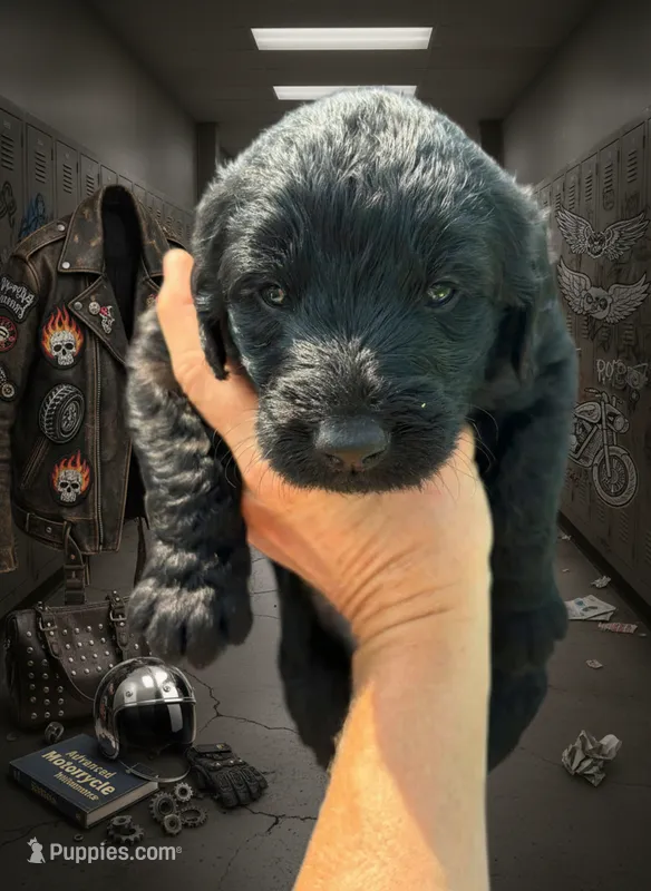 Tori Scott – Labradoodle puppy for sale in Wauzeka, WI