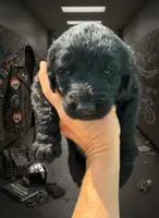 Tori Scott, a female Labradoodle for sale in Wauzeka, WI – 1 of 1