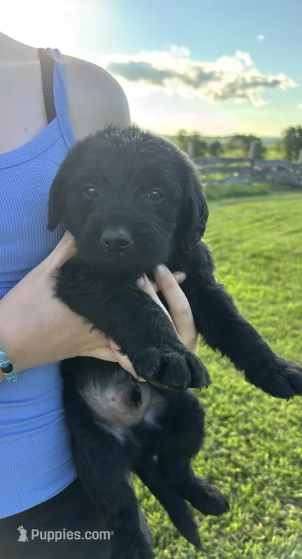 A.C. Slater – Labradoodle puppy for sale in Wauzeka, WI