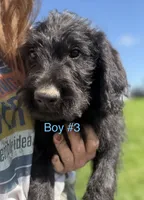 Mr. Belding, a male Labradoodle for sale in Wauzeka, WI – 5 of 5