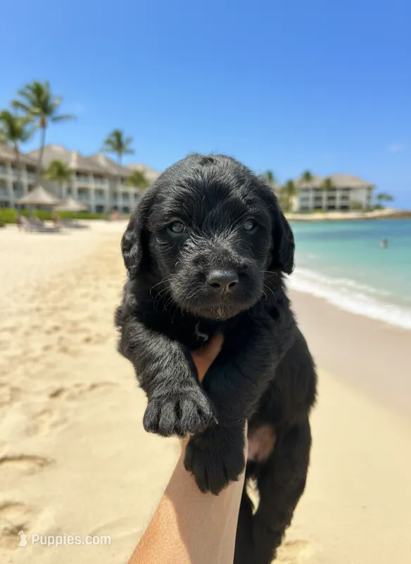 Stacey Carosi – Labradoodle puppy for sale in Wauzeka, WI