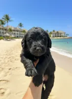 Stacey Carosi, a female Labradoodle for sale in Wauzeka, WI – 1 of 1