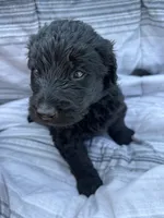 Samuel "Screech" Powers, a male Labradoodle for sale in Wauzeka, WI – 2 of 2