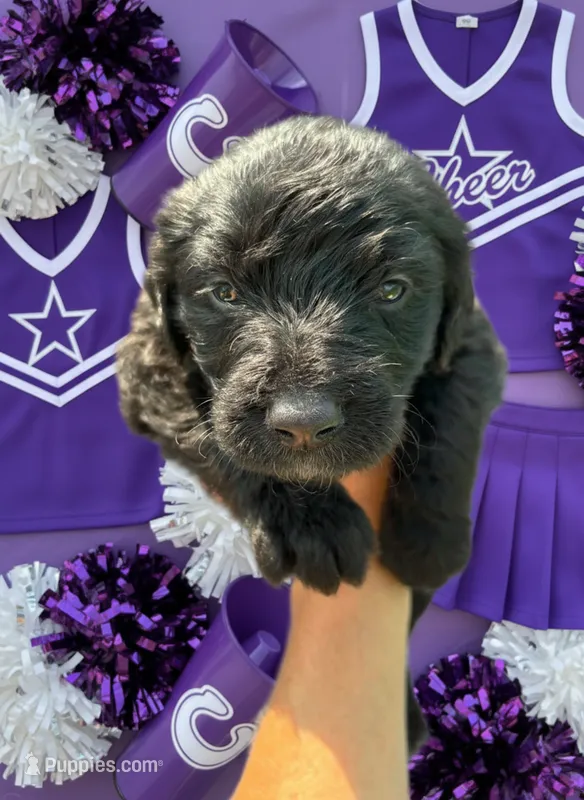 Lisa Turtle – Labradoodle puppy for sale in Wauzeka, WI