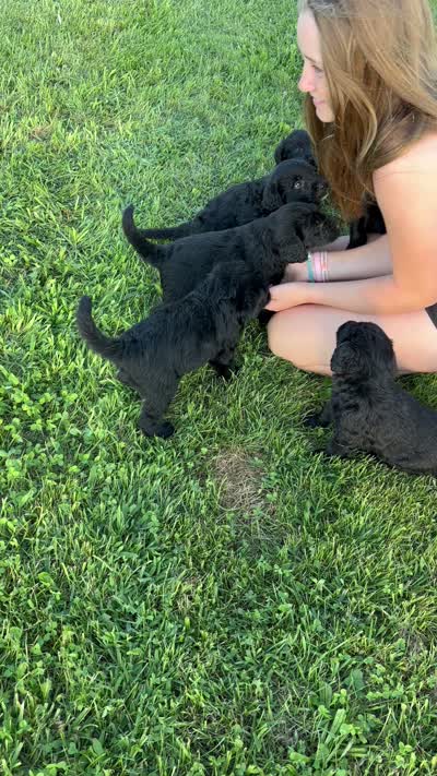 Stacey Carosi, a female Labradoodle for sale in Wauzeka, WI – 6 of 6