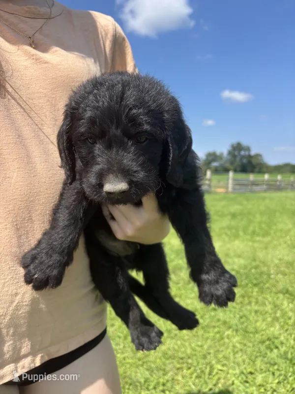 Mr. Belding – Labradoodle puppy for sale in Wauzeka, WI