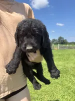 Mr. Belding, a male Labradoodle for sale in Wauzeka, WI – 1 of 5