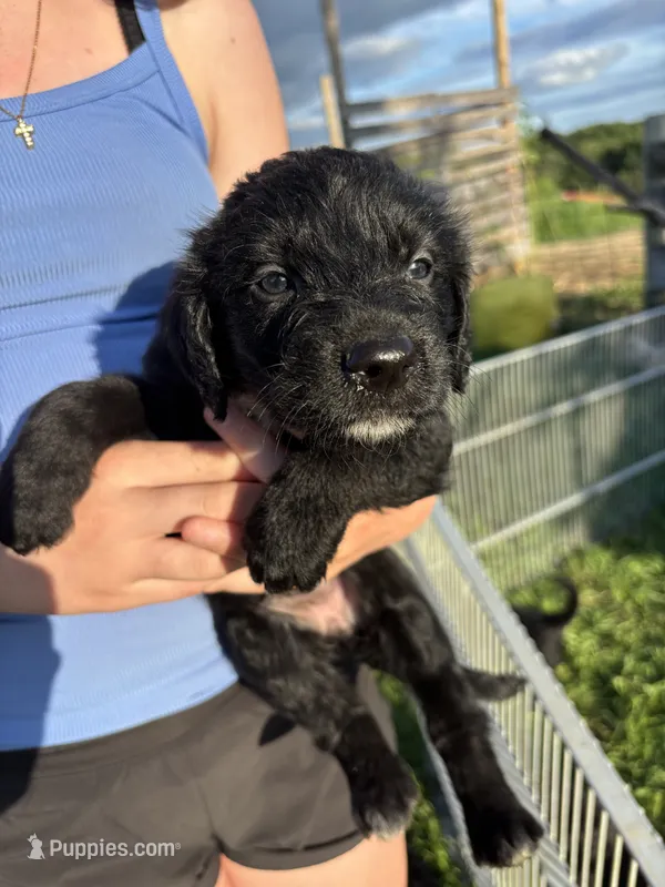 Lisa Turtle – Labradoodle puppy for sale in Wauzeka, WI