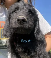A.C. Slater, a male Labradoodle for sale in Wauzeka, WI – 5 of 5