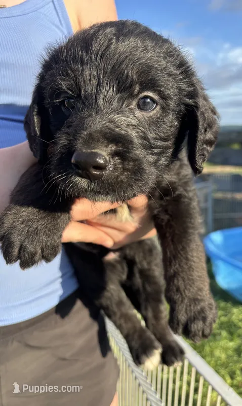 Zack Morris – Labradoodle puppy for sale in Wauzeka, WI
