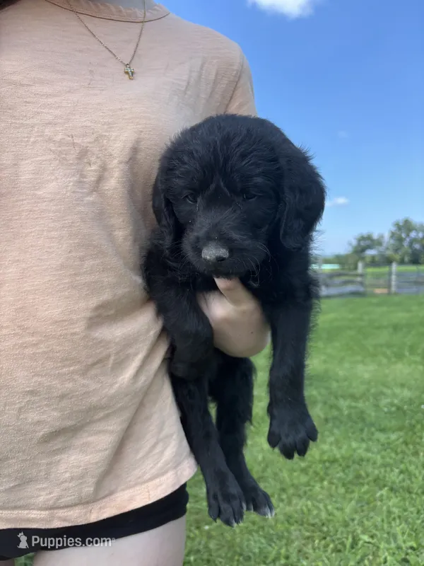 Stacey Carosi – Labradoodle puppy for sale in Wauzeka, WI