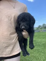 Stacey Carosi, a female Labradoodle for sale in Wauzeka, WI – 1 of 6