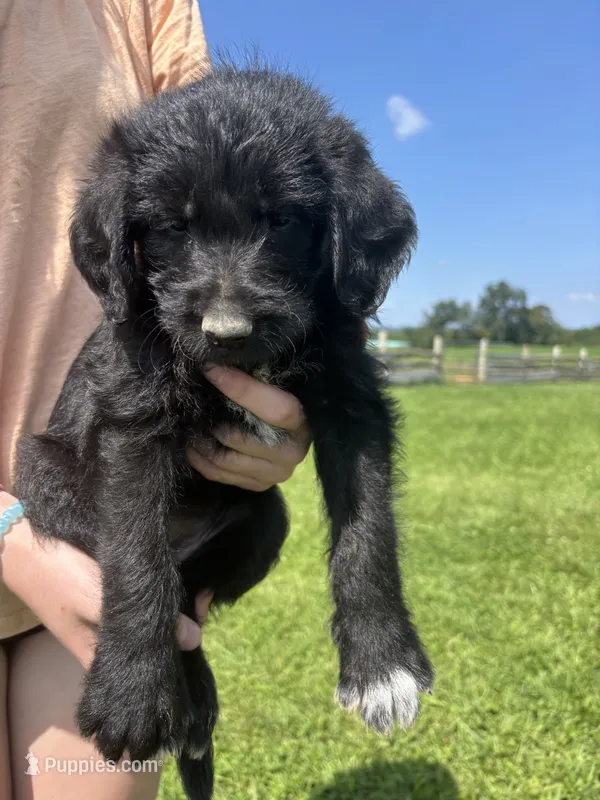 Jessie Spano – Labradoodle puppy for sale in Wauzeka, WI