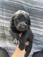 Stacey Carosi, a female Labradoodle for sale in Wauzeka, WI – 4 of 6