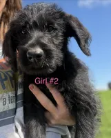 Stacey Carosi, a female Labradoodle for sale in Wauzeka, WI – 5 of 6