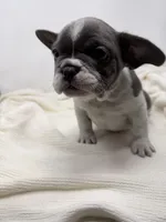 Mary Jane, a female French Bulldog for sale in Yuba City, CA – Photo 2 of 2