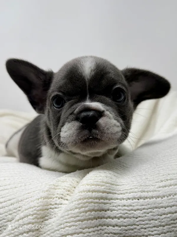 Mary Jane – French Bulldog puppy for sale in Yuba City, CA