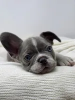 Stoney, a male French Bulldog for sale in Yuba City, CA – Photo 3 of 3