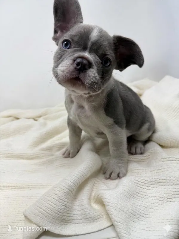 Stoney – French Bulldog puppy for sale in Yuba City, CA