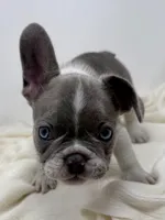 Stoney, a male French Bulldog for sale in Yuba City, CA – Photo 2 of 3