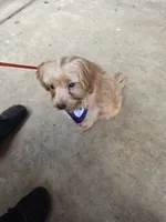 Cindy, a female Yorkshire Terrier for sale in Hemphill, TX – 3 of 3